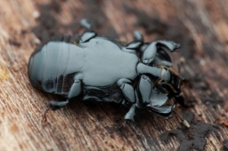 Foto af Hololepta plana (Hololepta plana) | Standardfoto