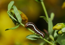 Foto af Blegskuldret perikonugle (Chloantha hyperici) | Larve