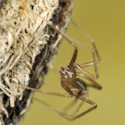 Foto af Anopsicus zeteki (Anopsicus zeteki) | Hun