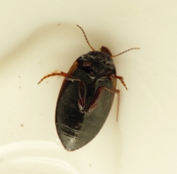 Foto af Fladtrykt vandkalv (Hydroporus planus) | Standardfoto