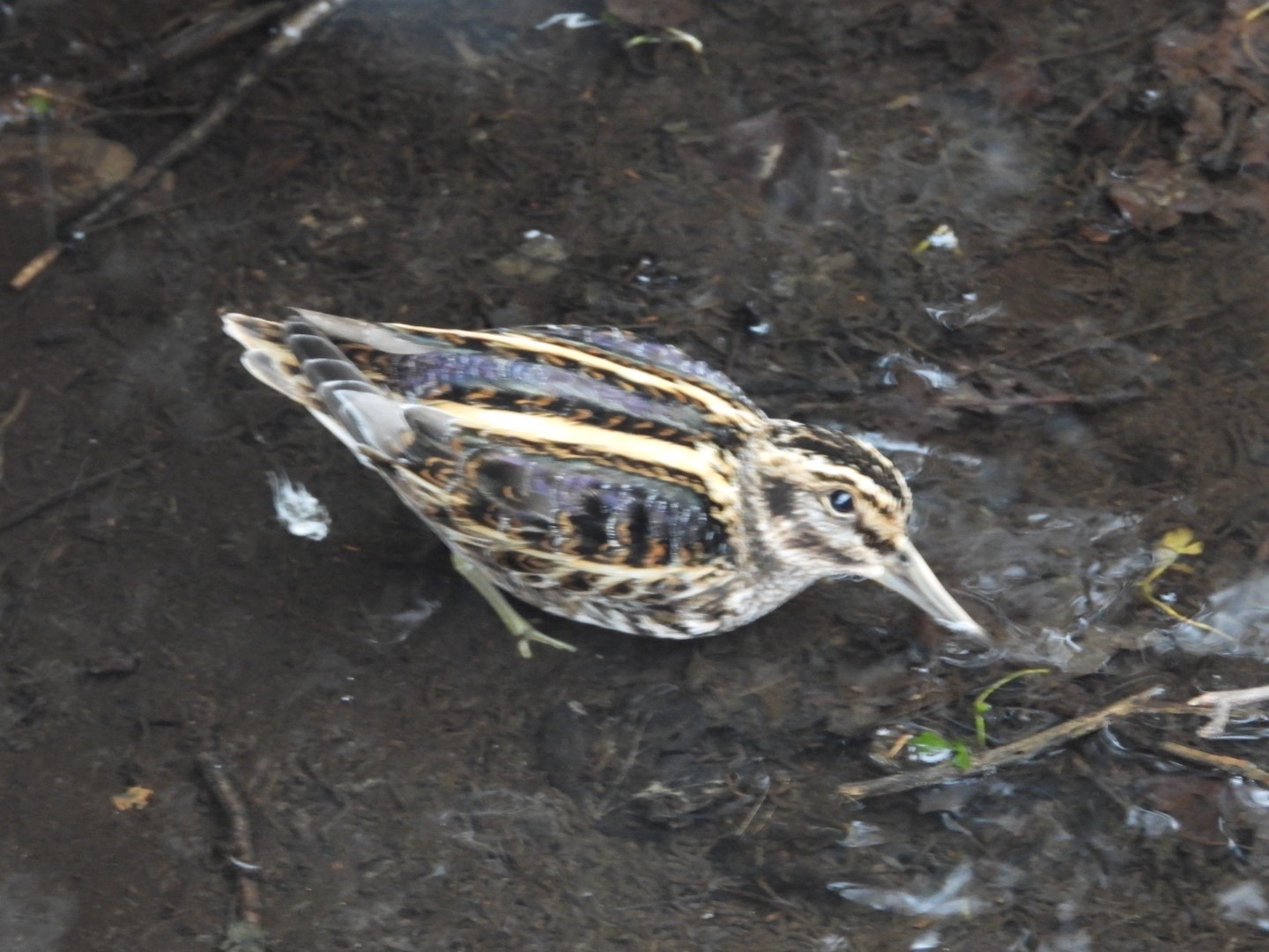 Jack Snipe (Lymnocryptes minimus), photo 1