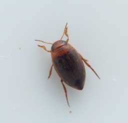 Foto af Porhydrus lineatus (Porhydrus lineatus) | Standardfoto