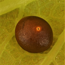 Foto af Ligustersværmer (Sphinx ligustri) | Æg