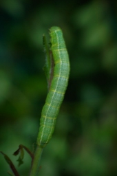 Foto af Slåen-frostmåler (Theria rupicapraria) | Larve