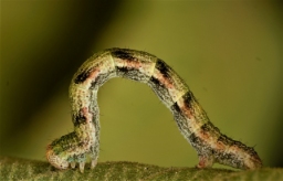 Foto af Pileringmåler (Cyclophora pendularia) | Larve