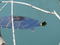 Foto af Guløret terrapin (Trachemys scripta subsp. scripta) | Standardfoto