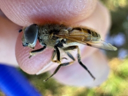 Foto af Lille dyndflue (Eristalis abusiva) | Han