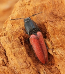Foto af Ampedus cardinalis (Ampedus cardinalis) | Standardfoto