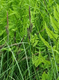 Foto af Almindelig star (varietet) (Carex nigra var. nigra) | Standardfoto