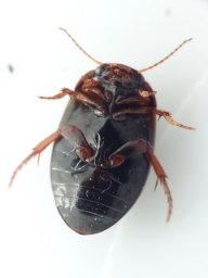 Foto af Agabus unguicularis (Agabus unguicularis) | Standardfoto