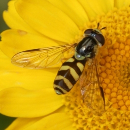 Foto af Stribet skovsvirreflue (Dasysyrphus albostriatus) | Hun