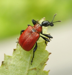 Foto af Hasselbladruller (Apoderus coryli) | Standardfoto