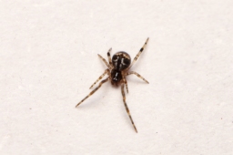 Foto af Bladhyttespinder (Parasteatoda lunata) | Frederik Leck Fischer