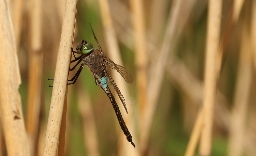 Foto af Lille kejserguldsmed (Anax parthenope) | Han