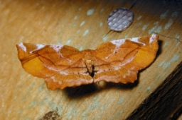 Foto af Syrenmåler (Apeira syringaria) | Standardfoto