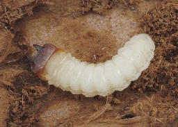 Foto af Fyrretandbuk (Rhagium inquisitor) | Larve