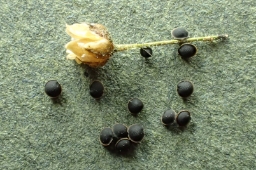 Foto af Foder-spergel (Spergula arvensis subsp. sativa) | Standardfoto