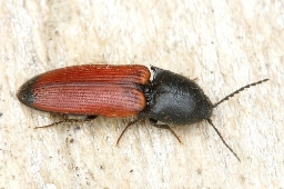 Foto af Ampedus praeustus (Ampedus praeustus) | Standardfoto