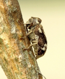 Foto af Hvidbroget borebille (Ptinomorphus imperialis) | Standardfoto