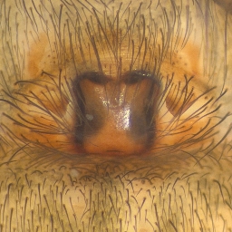 Foto af Bjørnetragtspinder (Coelotes terrestris) | Hunnens epigyn
