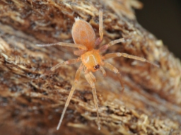 Foto af Heteroonops spinimanus (Heteroonops spinimanus) | Hun
