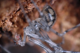 Foto af Nesticus cellulanus (Nesticus cellulanus) | Han