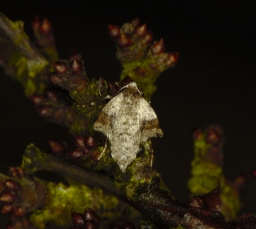 Foto af Tidlig frostmåler (Theria primaria) | Hun