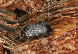 Foto af Småplettet brodbille (Curtimorda maculosa) | Standardfoto