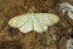 Foto af Bleg engmåler (Idaea pallidata) | Hun