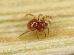 Foto af Pseudanapis aloha (Pseudanapis aloha) | Han