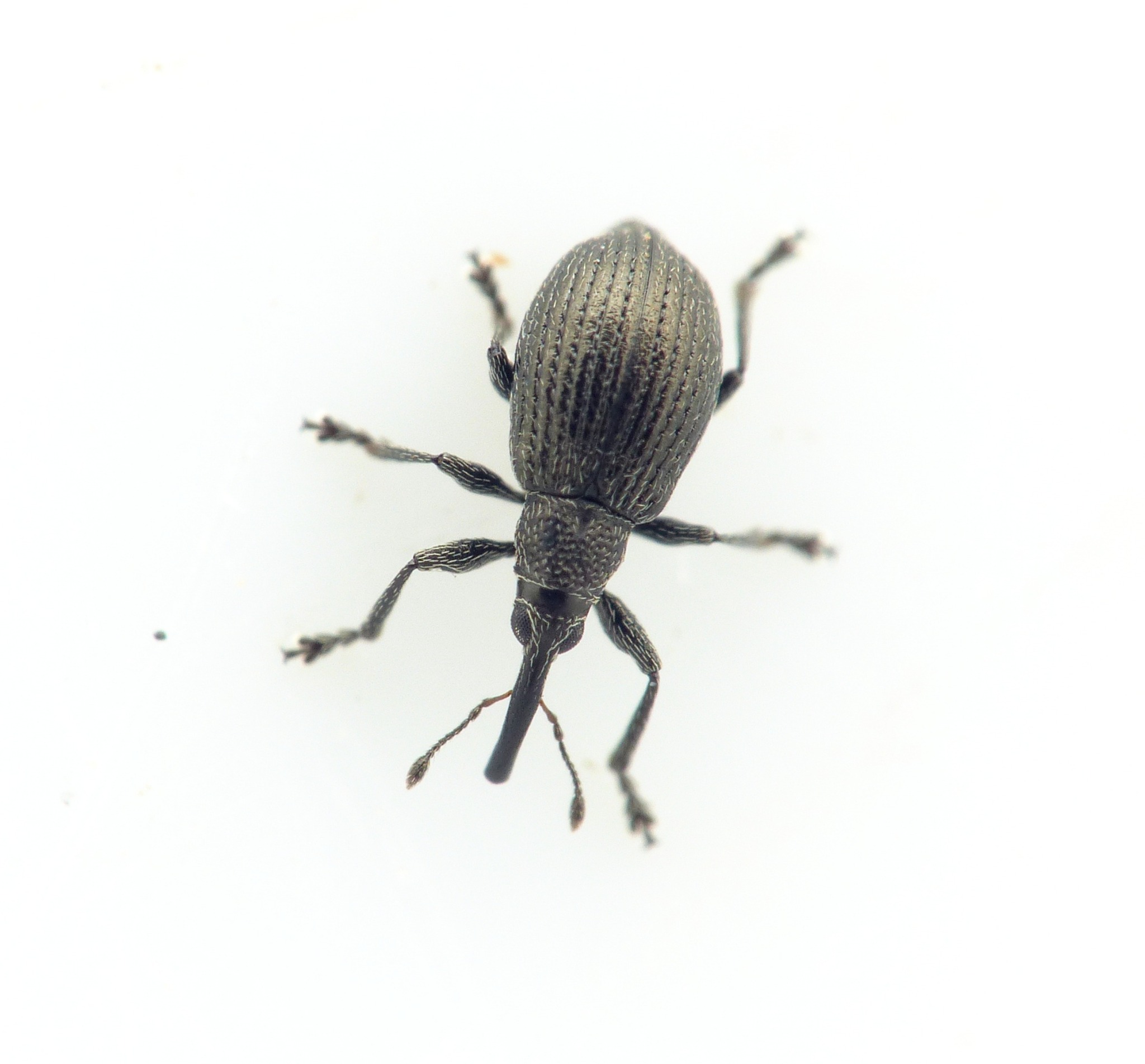 Betulapion simile