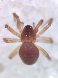 Foto af Metopobactrus prominulus (Metopobactrus prominulus) | Hun