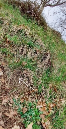 Foto af Mariehøneedderkop (Eresus sandaliatus) | Eksempel på levested