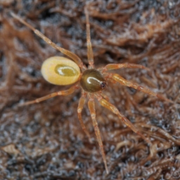 Foto af Ischnothyreus velox (Ischnothyreus velox) | Hun