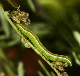 Foto af Grålig cyklameugle (Eucarta virgo) | Larve