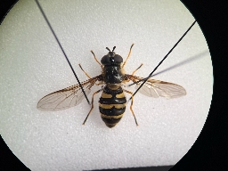 Foto af Stor buesvirreflue (Megasyrphus erraticus) | Hun