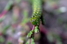 Foto af Hvidplettet lyngugle (Anarta myrtilli) | Larve
