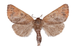 Foto af Brun bævreasp-måneplet (Clostera anastomosis) | Standardfoto