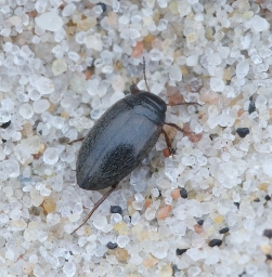 Foto af Fladtrykt vandkalv (Hydroporus planus) | Standardfoto