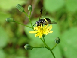 Foto af Tobåndet hvepsesvirreflue (Chrysotoxum bicinctum) | Hun