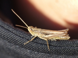 Foto af Strandengsgræshoppe (Chorthippus albomarginatus) | Standardfoto