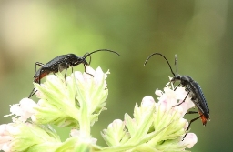 Foto af Rødbuget spidsbuk (Stenurella nigra) | Standardfoto