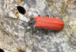Foto af Sortbrystet maskebille (Pyropterus nigroruber)