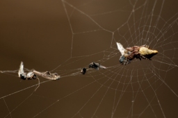 Foto af Keglerumpe (Cyclosa conica) | Frederik Leck Fischer