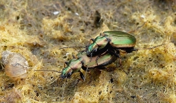 Foto af Gulrandet kvikløber (Agonum marginatum) | Standardfoto