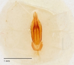 Foto af Dicronychus equisetioides (Dicronychus equisetioides) | Danmarks BilleBank - danbiller.dk