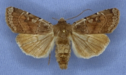 Foto af Bjergglans-ugle (Xestia ashworthii) | Han