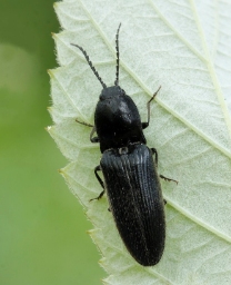 Foto af Hemicrepidius hirtus (Hemicrepidius hirtus) | Standardfoto