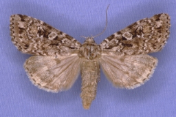 Foto af Nordlig glansugle (Xestia speciosa) | Han