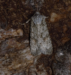 Foto af Egeknopugle (Lithophane ornitopus) | Hun